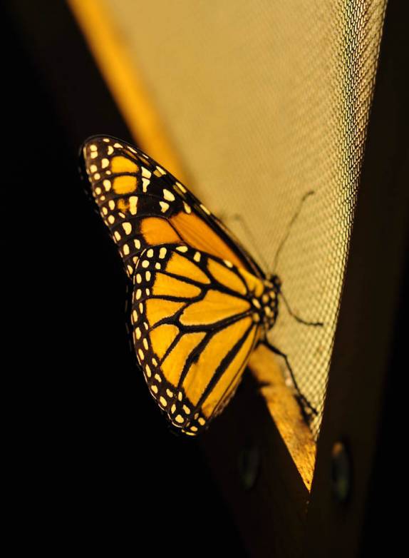 Borboletas no interessante 'borboletário' do parque 'Natural Bridge', na Virginia, nos Estados Unidos